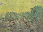 Vincent Van Gogh Olive Grove with Picking Figures (nn04) oil painting reproduction